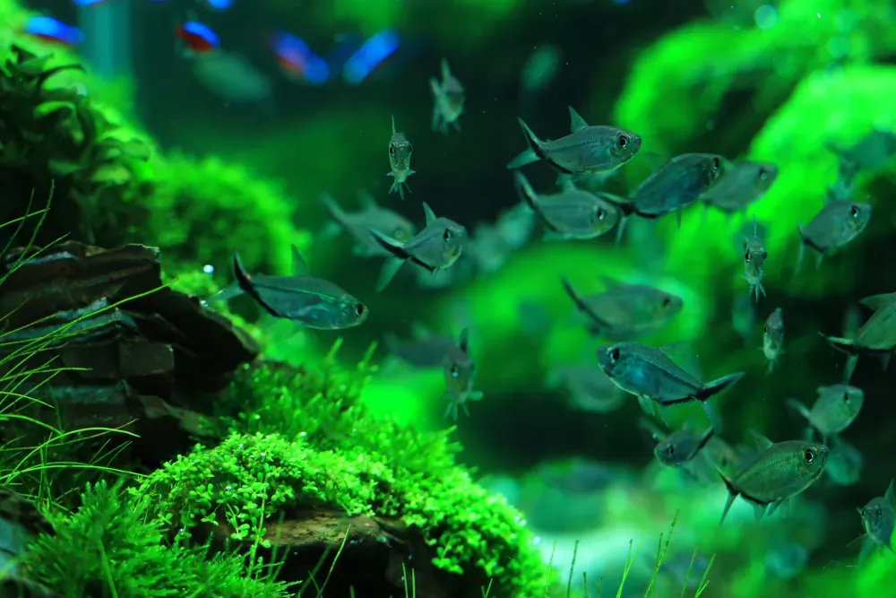 Final - The New Life of Old Stones